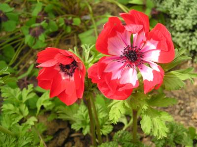 Anemone im Kleefeld