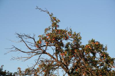 Auch alte Bäume tragen Früchte