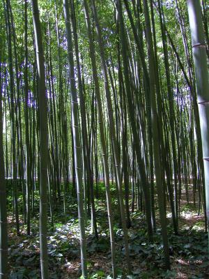 Grüner Bambus