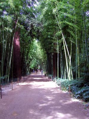 Bambus-Garten in Franreich