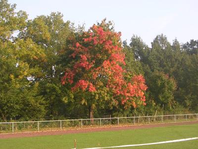 Herbstfarben