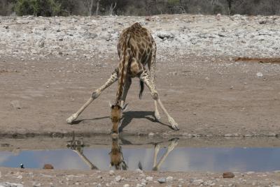 Giraffe am Wasserloch