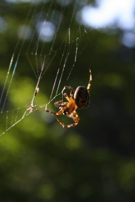 Spinne am Netz