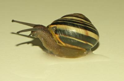 Schnecke 2