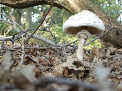 Pilz im Wald