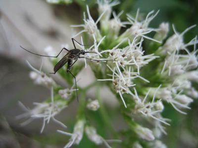 Mücke auf weißer Blume