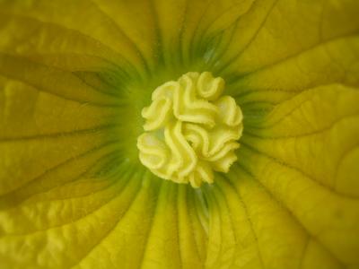 Detailaufnahme gelbe Blume