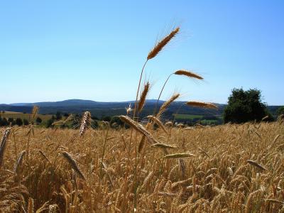 Gerste und Feldberg