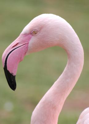 Flamingo grazil