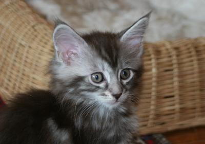 Maine-Coon 2
