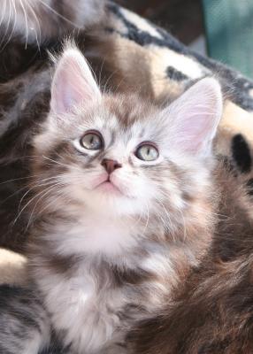 Maine-Coon Baby