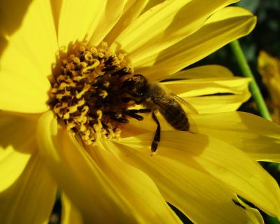 Kopfüber in die Blütenpollen