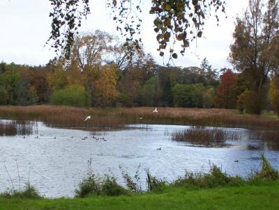 Teich im Herbst