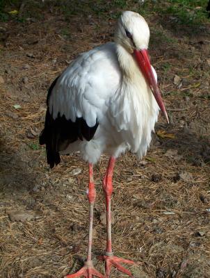 Storch