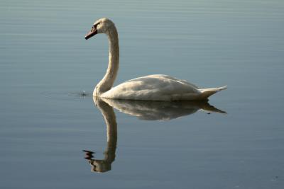 Doppelschwan und Wassertropfen