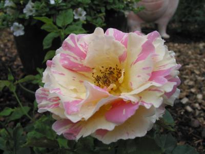Rose gelb-rosa