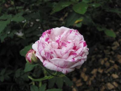 Rose weiß-pink