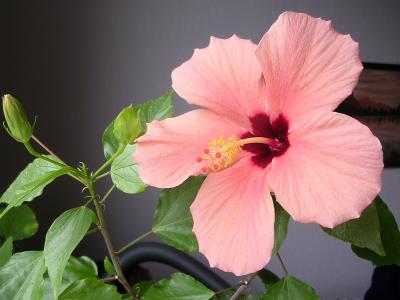 Hibiskus