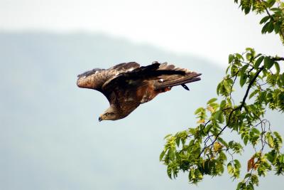 Wanderfalke beim Abflug