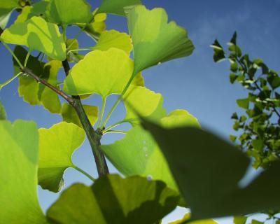 Ginko sonnendurchflutet