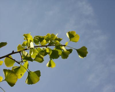 Ginko mit Fliegenschatten