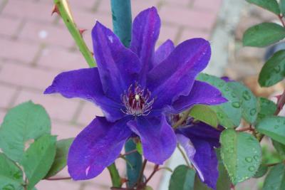 Clematis.....