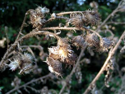 Herbst