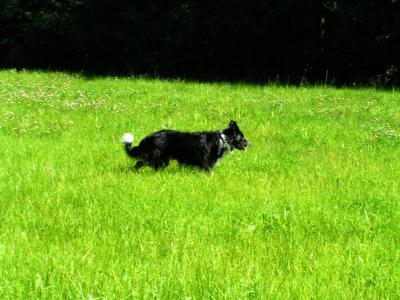 Australian Shepherd 2