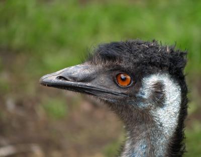 Emu in der Glendeer Visitor Farm