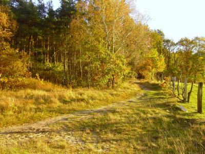 Birken im Herbst