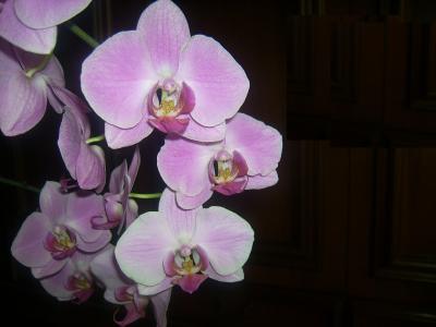Grußkarten - Motiv Orchidee