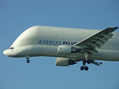 Beluga 2