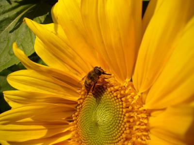 Sonnenblumen mit Biene