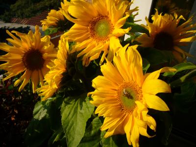 Sonnenblumen mit Biene