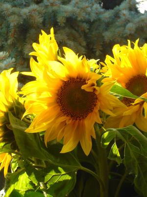 Sonnenblumen