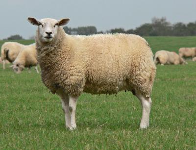 Portrait eines Schafs auf der Weide