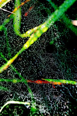 Taubedecktes Spinnennetze