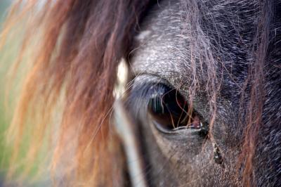 Lusitano