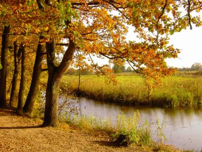 Herbst an der alten Aller 2