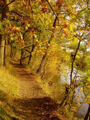 Herbst an der alten Aller 3