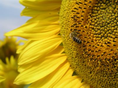 Sonnenblume mit Biene 2