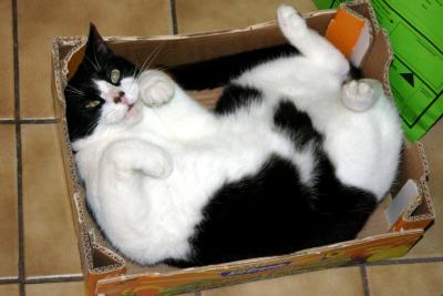 Cat in a box (Take 1)