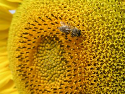 Sonnenblume mit Biene 3
