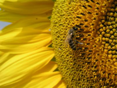 Sonnenblume mit Biene 1