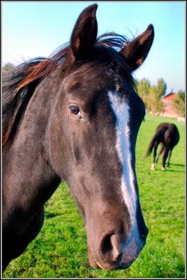 Halbstarkes Pferd