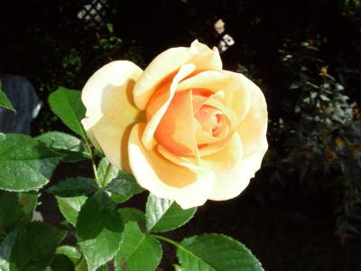 Orange Rose