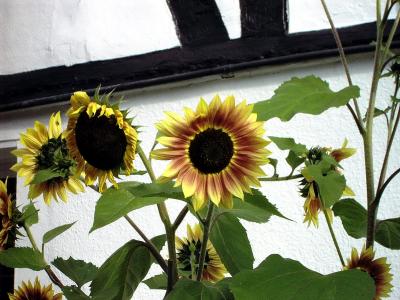 Sonnenblumen näher