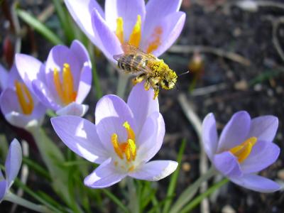 Biene auf Krokus