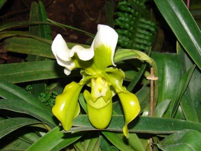 Grüne Orchidee