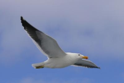 Möwe im Flug